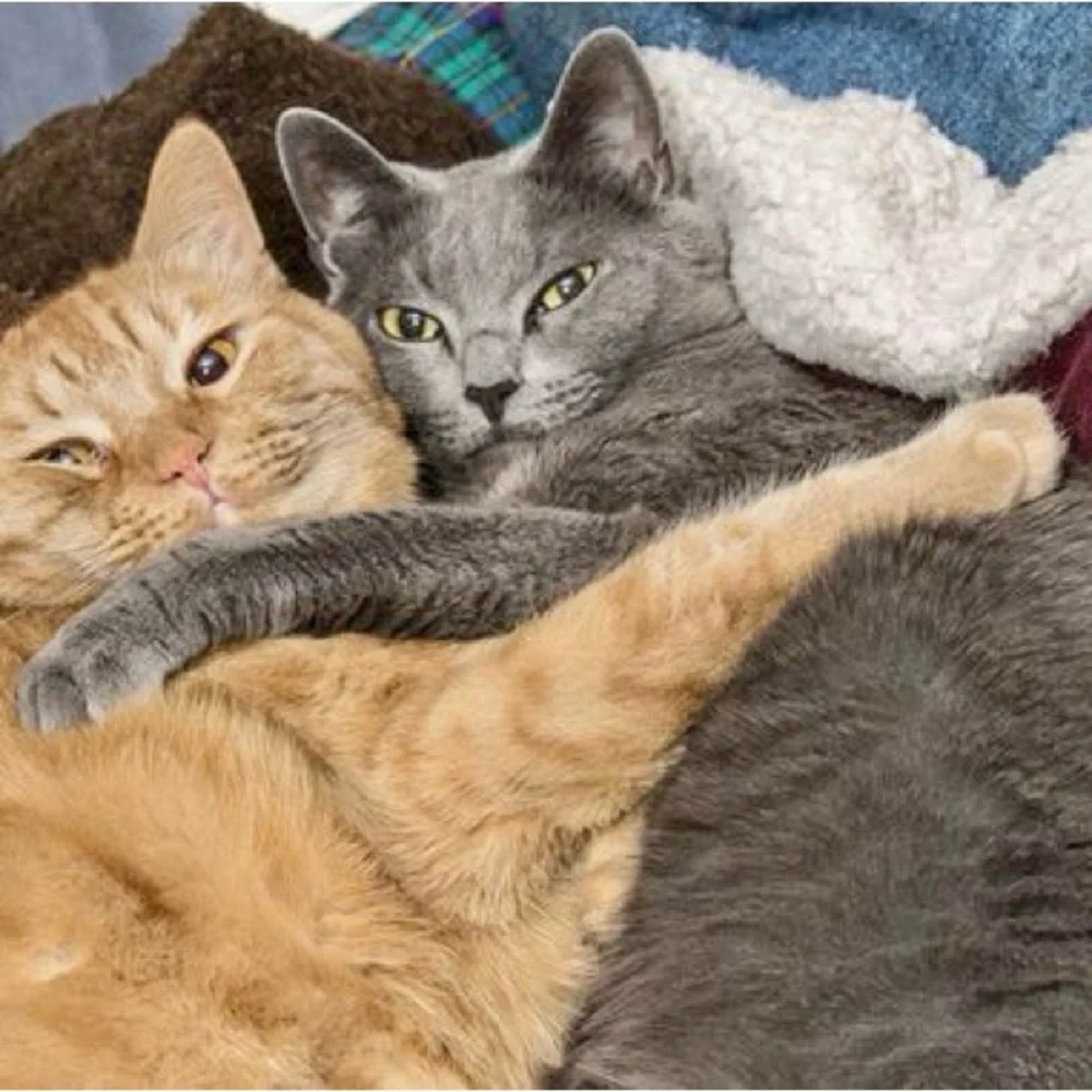 Cohosting EVERYTHING PETS Posh Party - 8/5 at 6:00 CST. Sign up for a host pick!